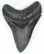 Dark Grey, Serrated Megalodon Tooth - Georgia #52402-1